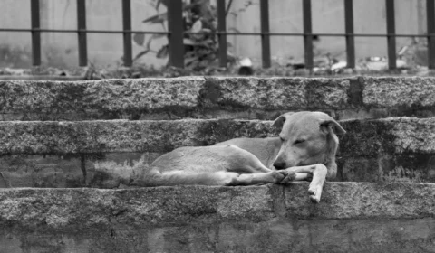 Mortes de cães na Zona Rural de Boa Vista alerta moradores