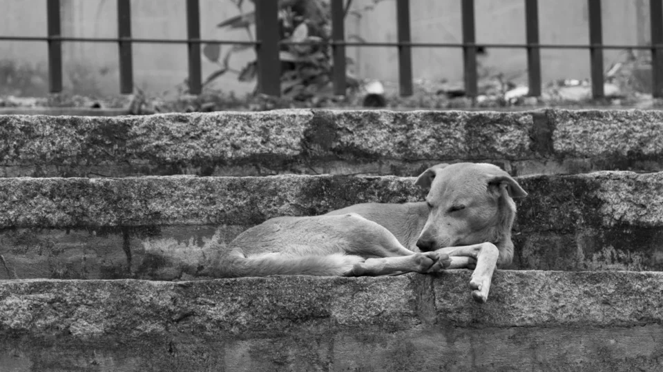 Mortes de cães na Zona Rural de Boa Vista alerta moradores
