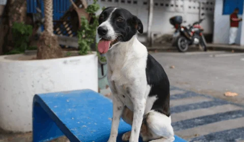 Campanha ‘Adote um Bom Velhinho’ incentiva adoção de cães adultos em Manaus