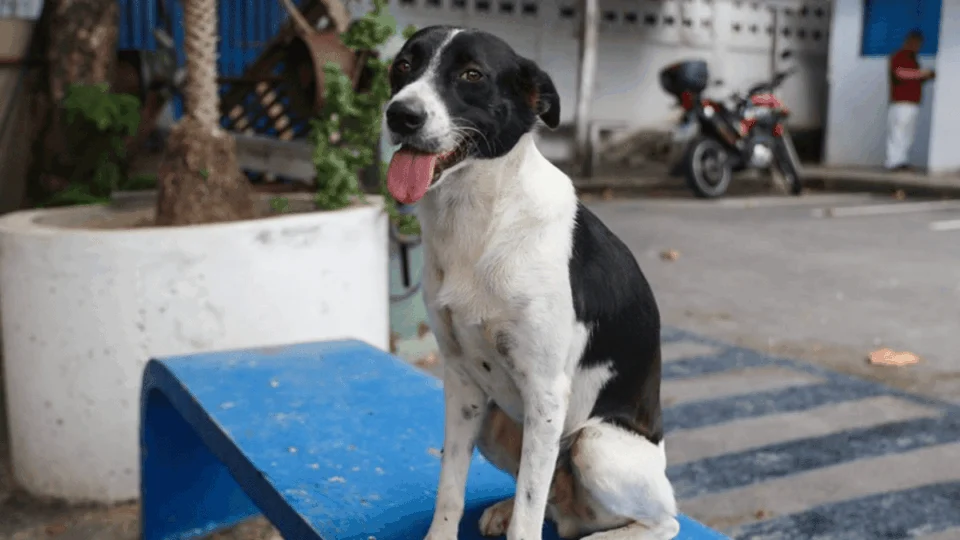Campanha ‘Adote um Bom Velhinho’ incentiva adoção de cães adultos em Manaus
