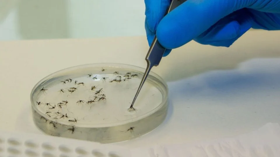 Febre Oropouche: Acre registra aumento alarmante de casos da doença