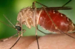 Febre oropouche: mais de 11 mil casos são registrados no Brasil