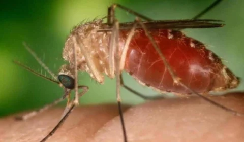 Febre oropouche: mais de 11 mil casos são registrados no Brasil