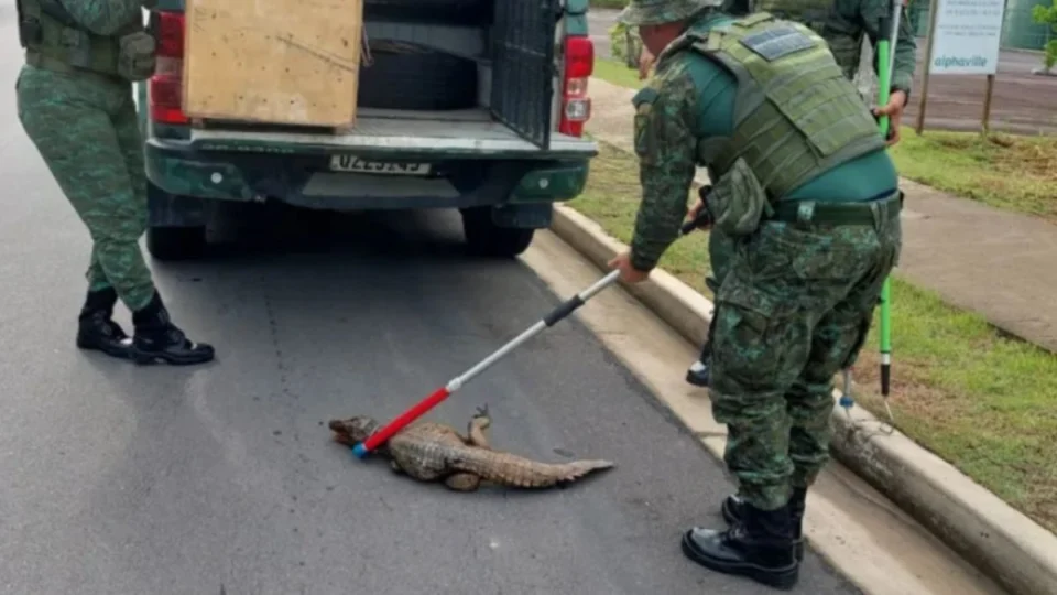 Filhote de jacaré ferido é encontrado e resgatado em avenida de Manaus