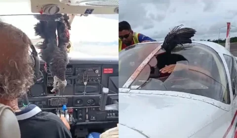 VÍDEO: urubu colide com avião e assusta tripulantes no Amazonas