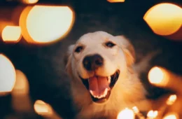 Como proteger os pets dos fogos de artifício no Ano Novo