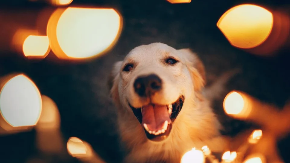 Como proteger os pets dos fogos de artifício no Ano Novo