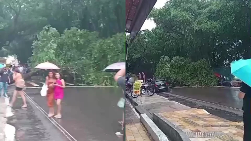 Avenida no Centro de Manaus é bloqueada após queda de árvore; veja vídeo