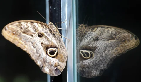 Férias no Zoológico de Brasília: Lazer e Educação