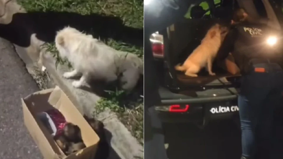 VÍDEO: cachorra pede ajuda para salvar filhotes e vira mascote da polícia no Paraná