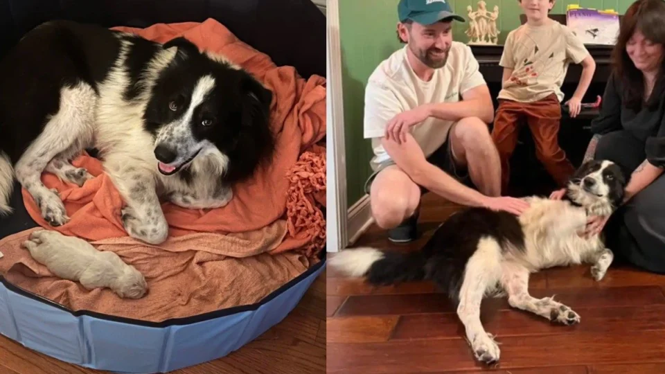 Cachorra resgatada surpreende ao dar à luz filhote gigante: “É como um urso polar”