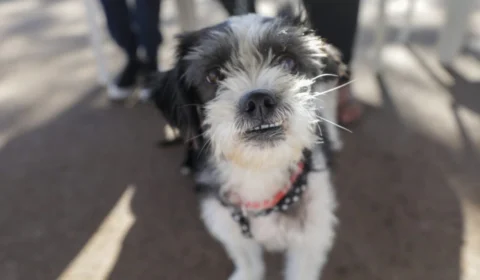 Dia Nacional dos Animais: lindas frases para enviar nesta data especial