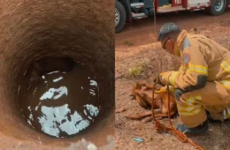 VÍDEO: Cachorro cai em poço e é resgatado em Rorainópolis