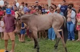 Égua de jovem que morreu em colisão com caminhão na AC-407 aparece em enterro