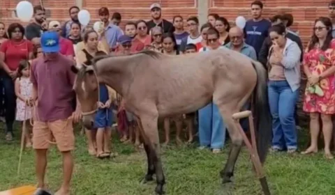 Égua de jovem que morreu em colisão com caminhão na AC-407 aparece em enterro