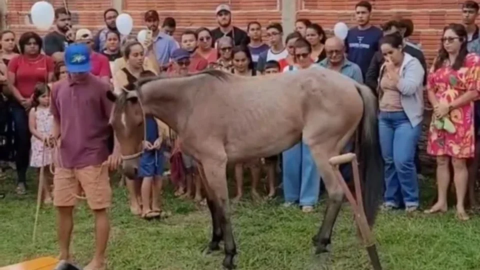 Égua de jovem que morreu em colisão com caminhão na AC-407 aparece em enterro