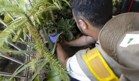 Prevenção à dengue ganha força no Dia D