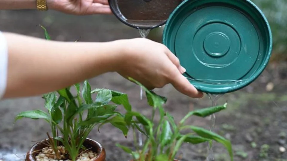 Dengue: ministério da Saúde intensifica ações de combate