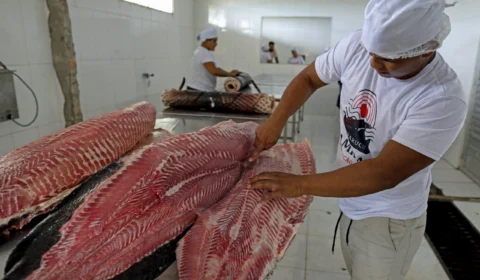 Feira oferta Pirarucu a partir de R$ 6, o quilo, neste fim de semana em Manaus