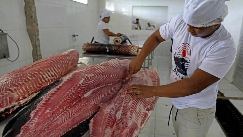 Feira oferta Pirarucu a partir de R$ 6, o quilo, neste fim de semana em Manaus