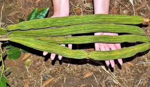 Conheça o ingá: fruto da ingazeira é comum em regiões de lagos e rios