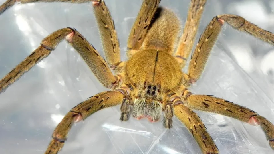 Homem está há dois dias ‘ereto’ após ser picado por aranha em Vilhena, Rondônia