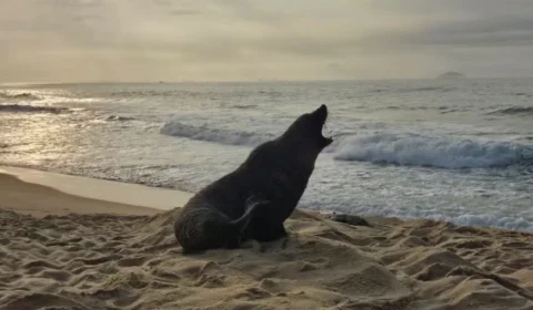Lobo-marinho é flagrado descansando na Praia de Ipanema