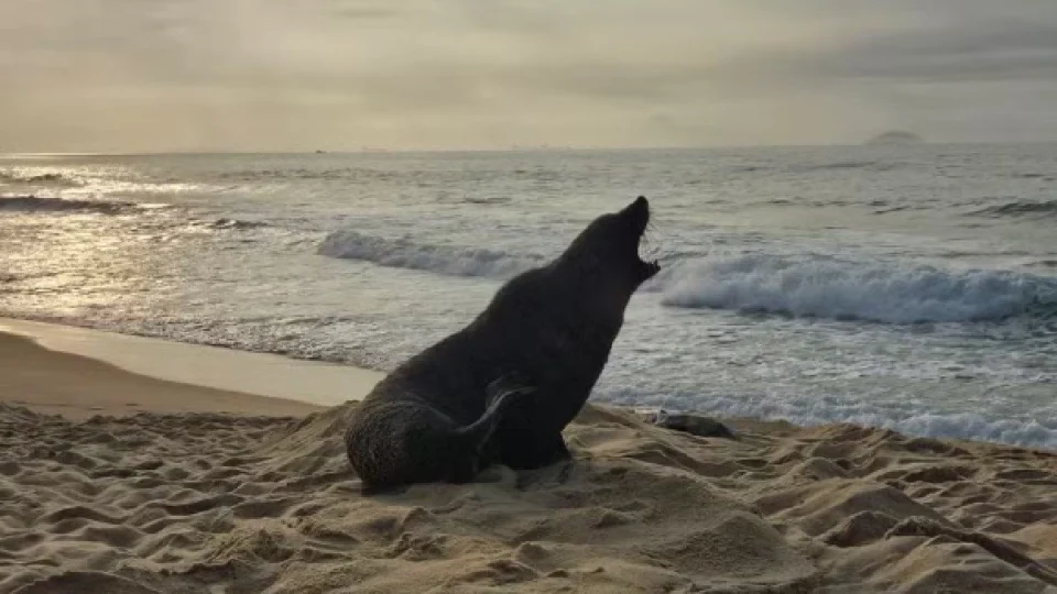 Lobo-marinho é flagrado descansando na Praia de Ipanema
