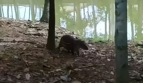 Paca é vista no Horto Florestal de Rio Branco e surpreende pelo tamanho; veja