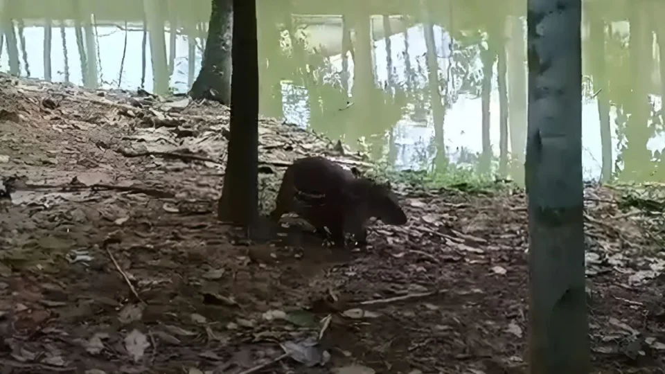 Paca é vista no Horto Florestal de Rio Branco e surpreende pelo tamanho; veja