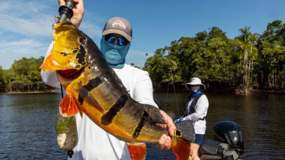 Nova lei de proteção ao Tucunaré no Amazonas: três subespécies entram na lista de pesca proibida para comércio