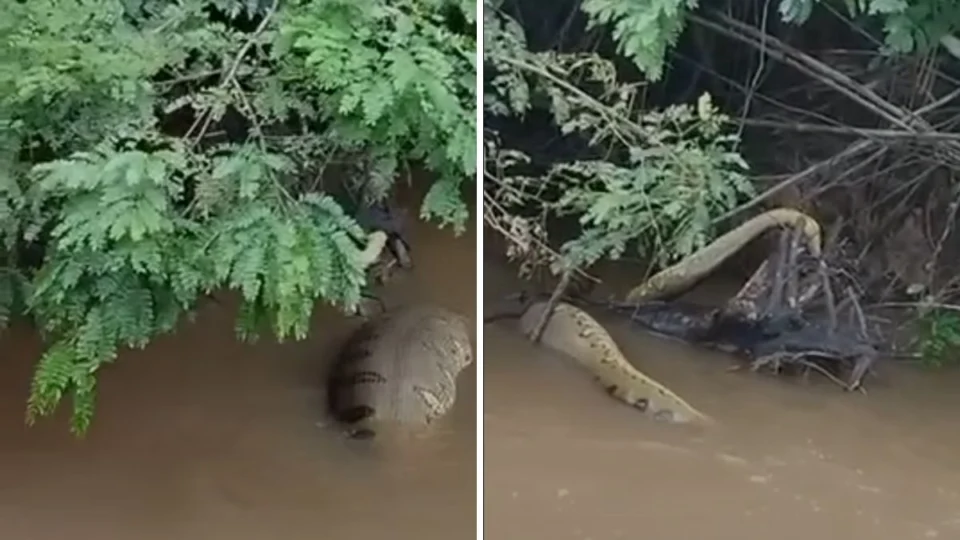VÍDEO: Sucuri gigante é flagrada no Rio Moa e choca locais