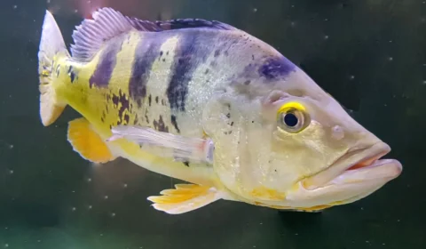 Pesca do tucunaré em Roraima ganha nova regulamentação