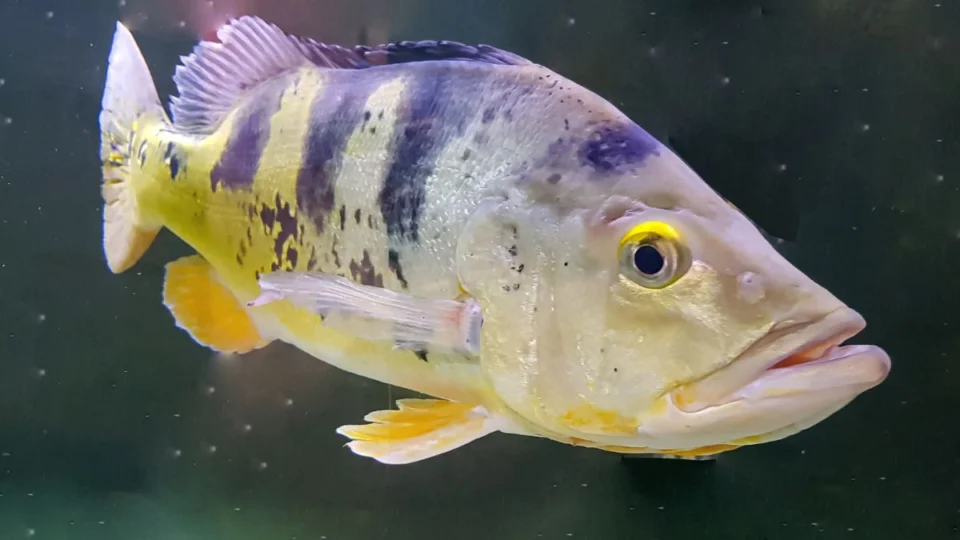 Pesca do tucunaré em Roraima ganha nova regulamentação
