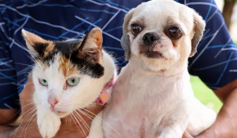 Palmas realiza primeiro censo de cães e gatos da capital