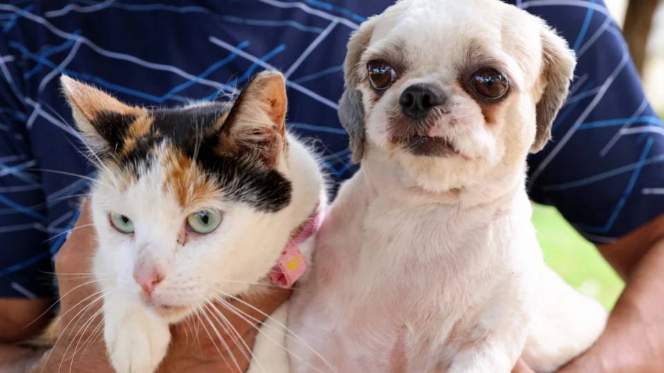 Palmas realiza castrações de 170 animais