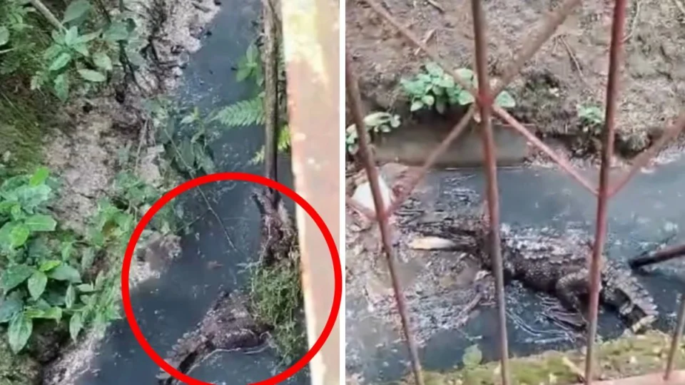 VÍDEO: jacaré invade quintal e ataca galinhas de moradora em Porto Velho