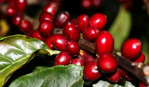 Café no Acre: safra de 2024 desafiou produtores, mas chuvas trazem esperança para 2025, diz especialista; entenda