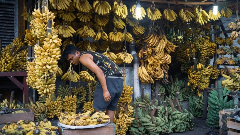 Banana de luxo? Alta no preço da fruta preocupa consumidores em Rio Branco (AC); confira