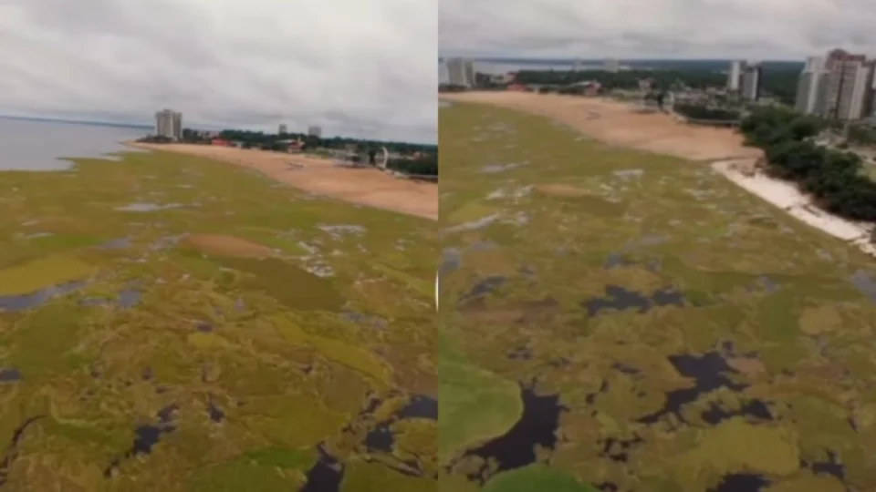 Com a subida dos rios, ilhas de capim surgem na Ponta Negra, em Manaus; veja vídeo