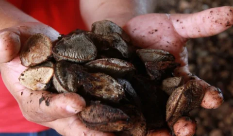 Festa da Colheita da Castanha 2025 promete movimentar a economia de Extrema em RO