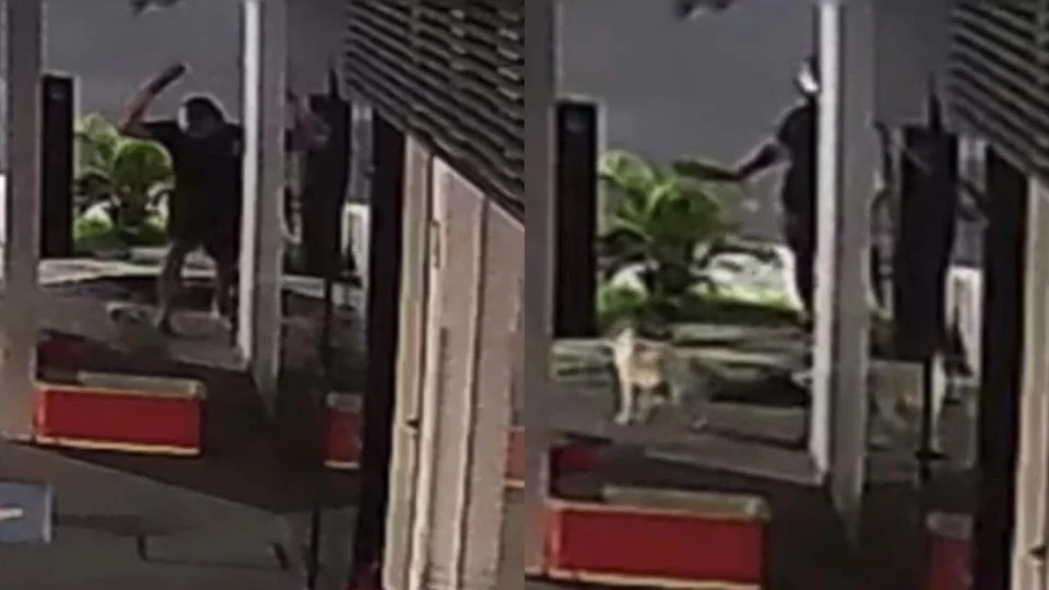 Homem agride cadela recém-parida com pauladas em Manaus; veja vídeo