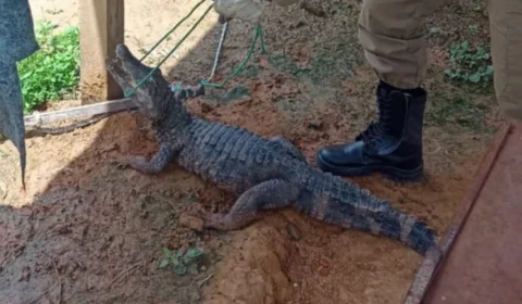 Jacaré invade quintal e tenta atacar cão em Sena Madureira; veja vídeo