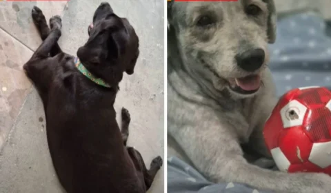 Mãe de autistas é impedida de viajar com animais por companhia aérea em Manaus