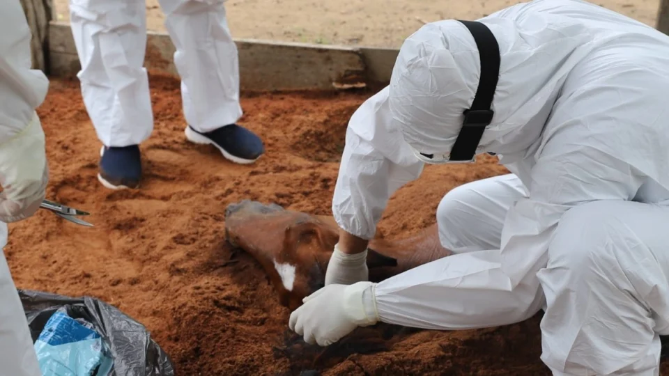 Manaus e interior do AM registram 22 mortes de cavalos nos primeiros dias de janeiro