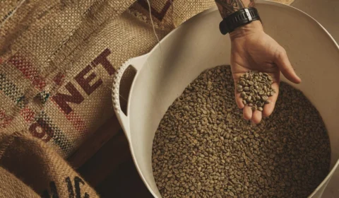 Café em Rondônia: veja lista dos municípios que se destacam na produção