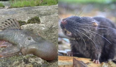 De ‘Cabeça de Bolha’ a rato que nada: expedição descobre 27 novas espécies de animais no Peru