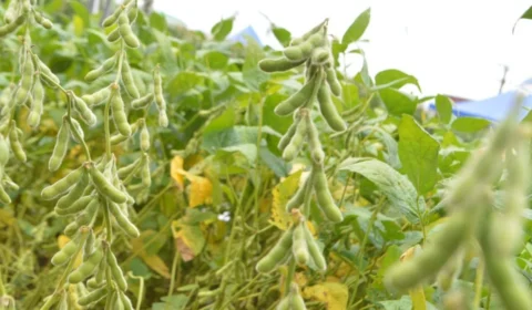 Soja em Rondônia: produtores têm até quinta-feira (9) para concluir Semeadura