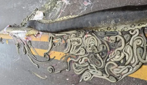 Sucuri grávida morre atropelada e cerca de 40 filhotes são expelidos em estrada; veja vídeo