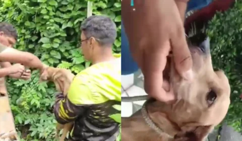 Cachorro caramelo é resgatado e mulher é presa por maus-tratos em Manaus; veja vídeo